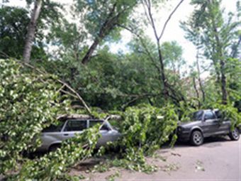 В Москве ураган валил деревья и автомобили