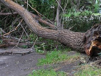 Шквальный ветер в Москве повалил более 200 деревьев