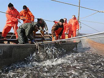 Что нового на рыбных прилавках ждет нас в следующем году