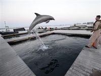 Пентагон увольняет боевых дельфинов